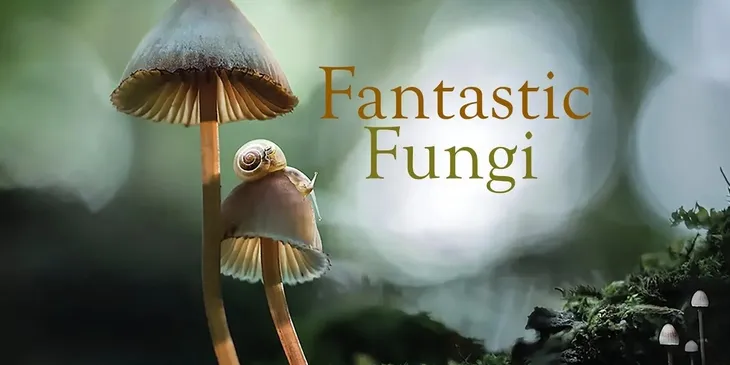 Fantastic Fungi